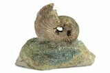 Iridescent, Pyritized Ammonite (Quenstedticeras) Fossil Display #243551-1